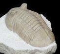 Asaphus bottnicus Trilobite - Uncommon Species #31306-2